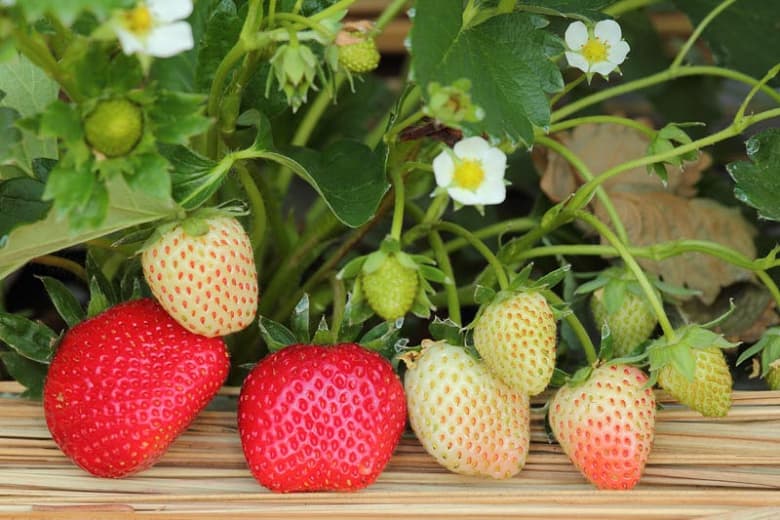 Fragaria chiloensis (Пляжная земляника)
