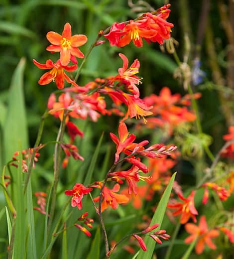 Крокосмия × crocosmiiflora 'Carmin Brilliant'