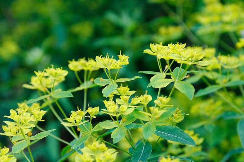 Euphorbia ceratocarpa (Молочай Сицилийский)