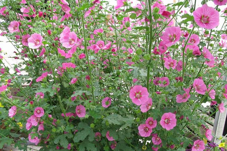 Anisodontea capensis (Африканская мальва)
