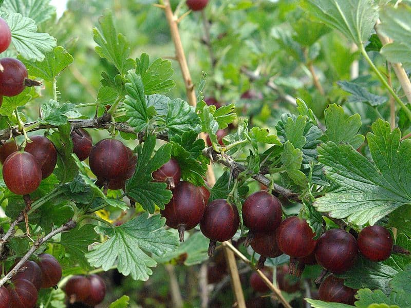 Крыжовник  «Хиннонмати страйн»