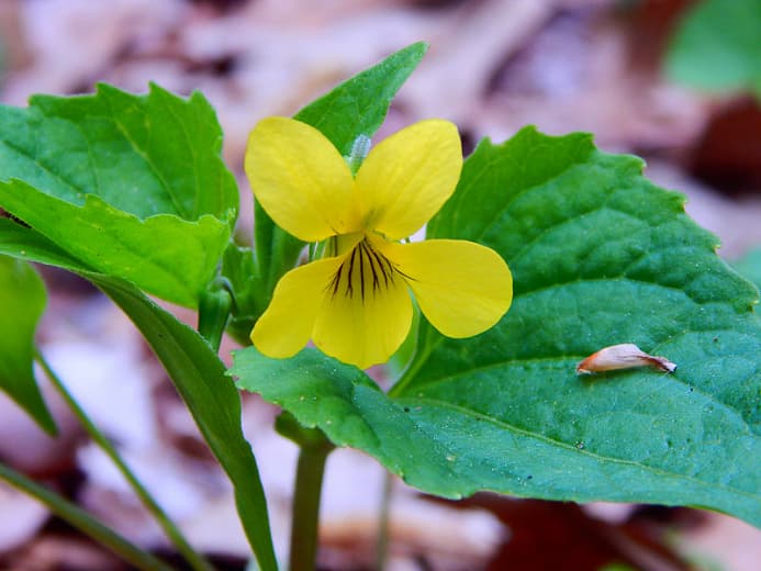 Viola pubescens (Пушистая желтая фиалка)