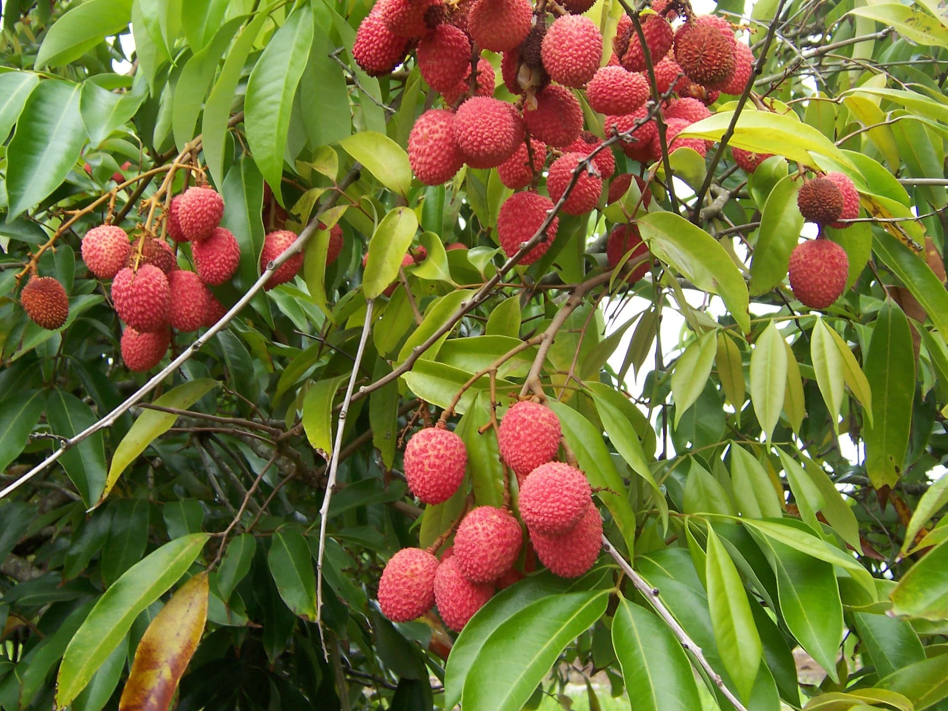 Личи китайское "Huai chih"