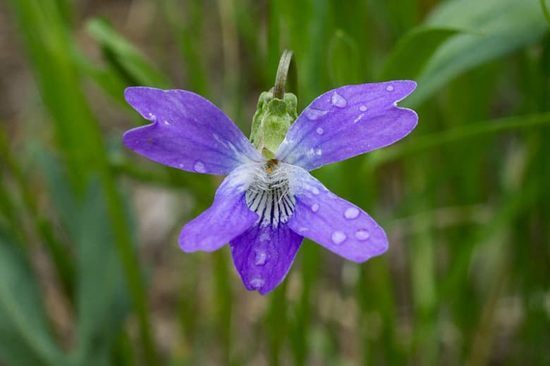 Viola pedatifida (Степная фиалка)
