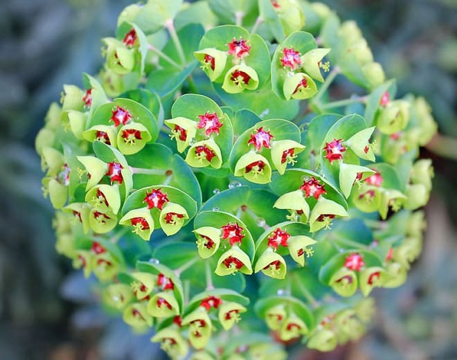 Euphorbia x martinii 'Tiny Tim' (Молочай Мартина)