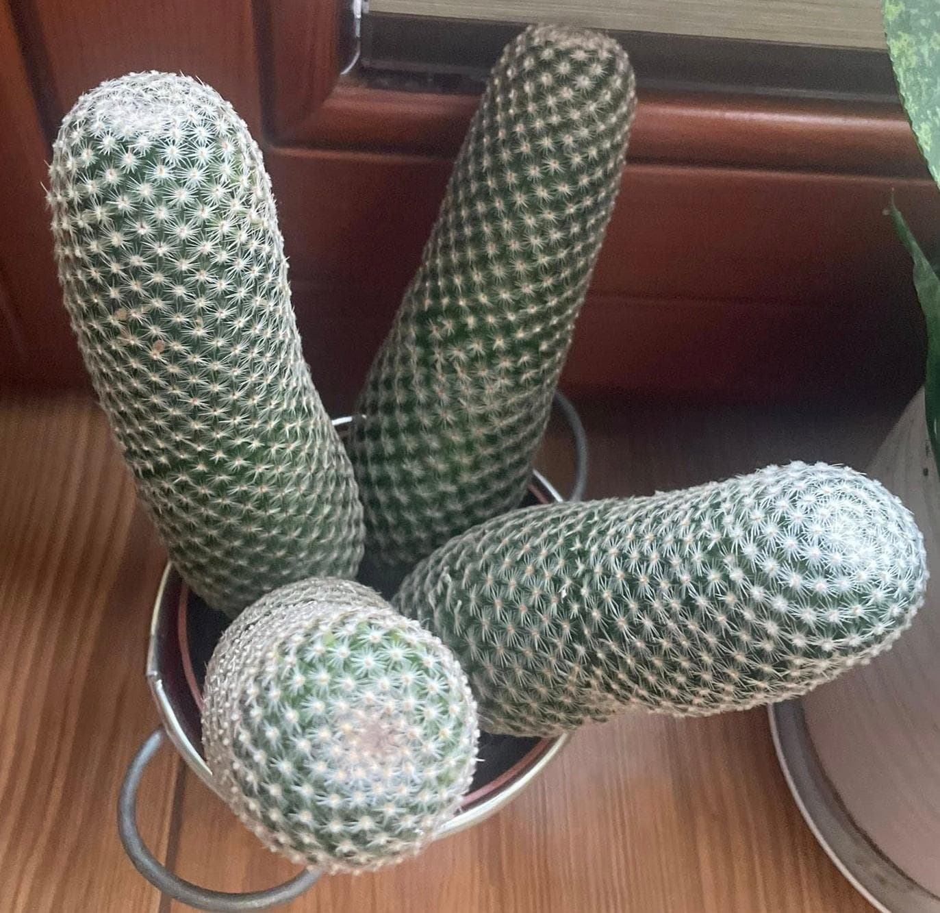 Маммиллярия матуде  (Mammillaria matudae)