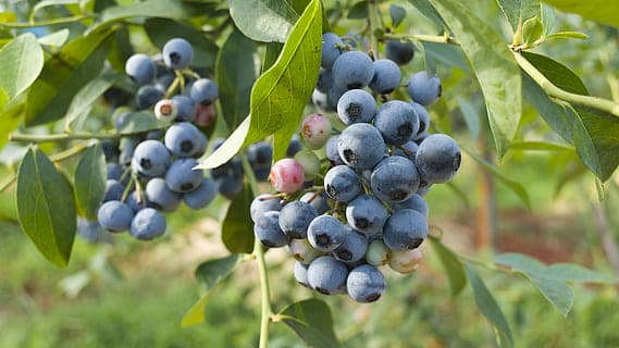 Голубика высокорослая "Рубель"
