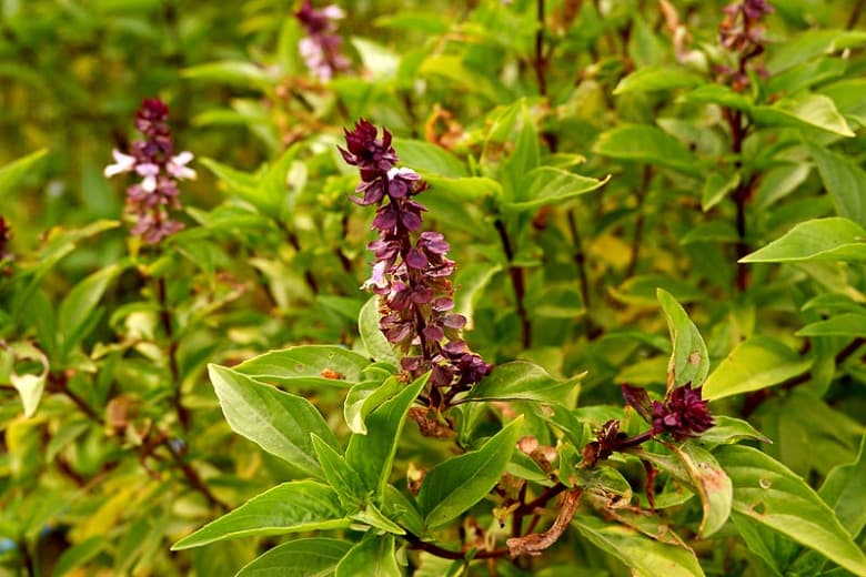 Ocimum basilicum 'Cinnamon' (Базилик с корицей)