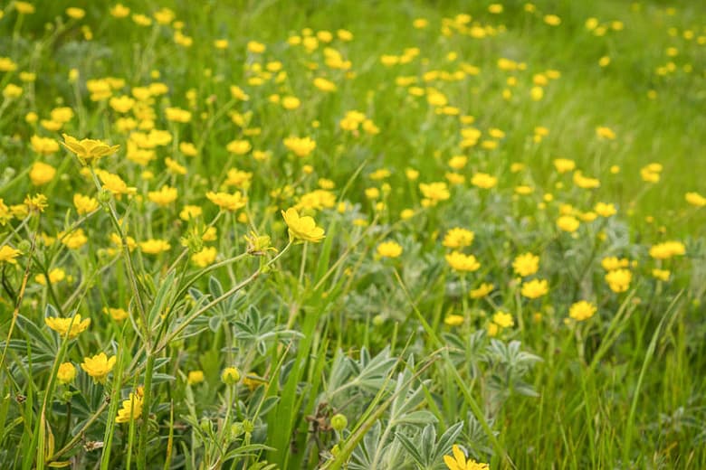 Ranunculus californicus (Калифорнийский лютик)