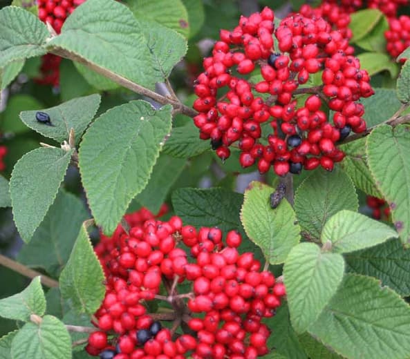 Калина x rhytidophylloides Red Balloon® (Lantanaphyllum Viburnum)