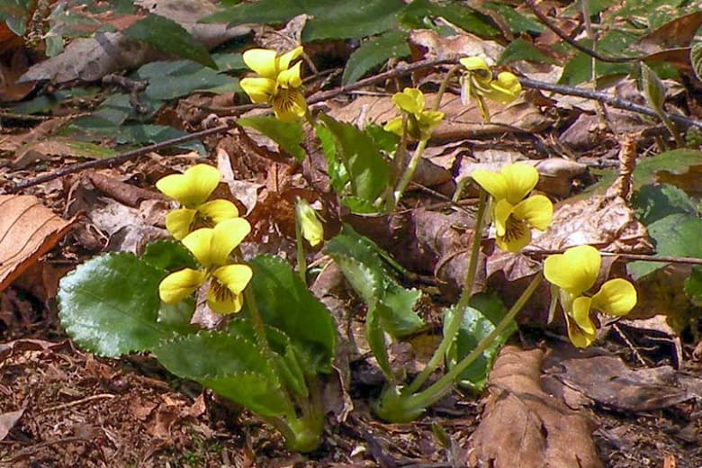 Viola rotundifolia (Фиалка с круглыми листьями)