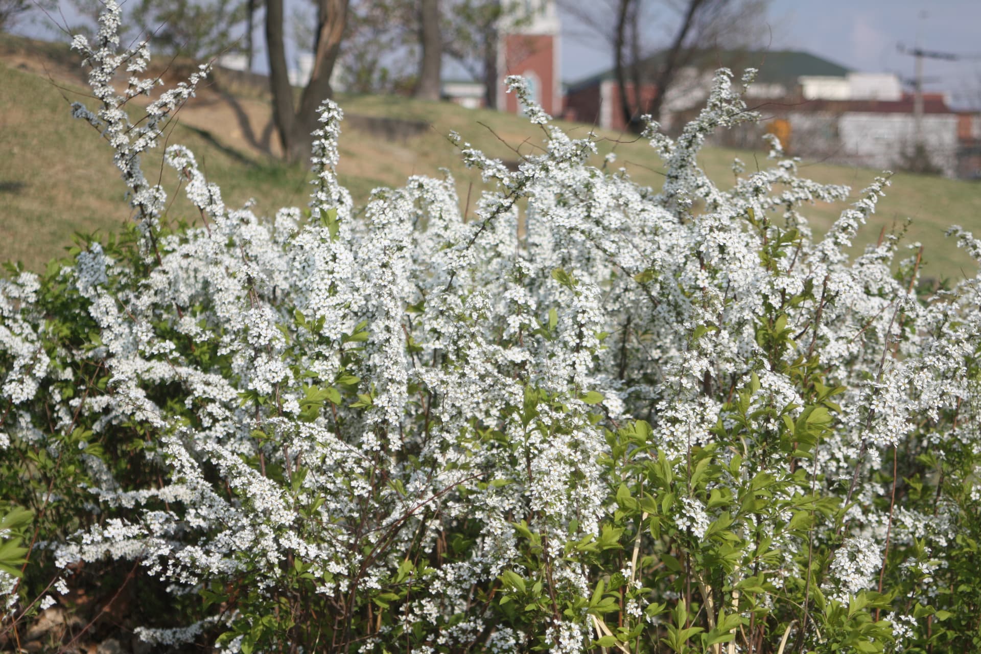 Спирея сливолистная