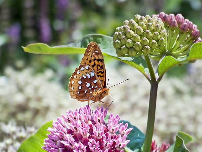 Asclepias purpurascens (Пурпурный молочай)