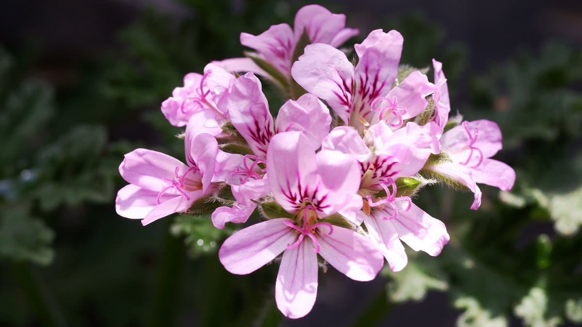 Пеларгония "Аттар из Роз" (Душистая герань)
