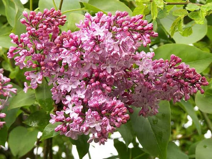 Syringa x hyacinthiflora 'Maiden's Blush' (Раннецветущая сирень)