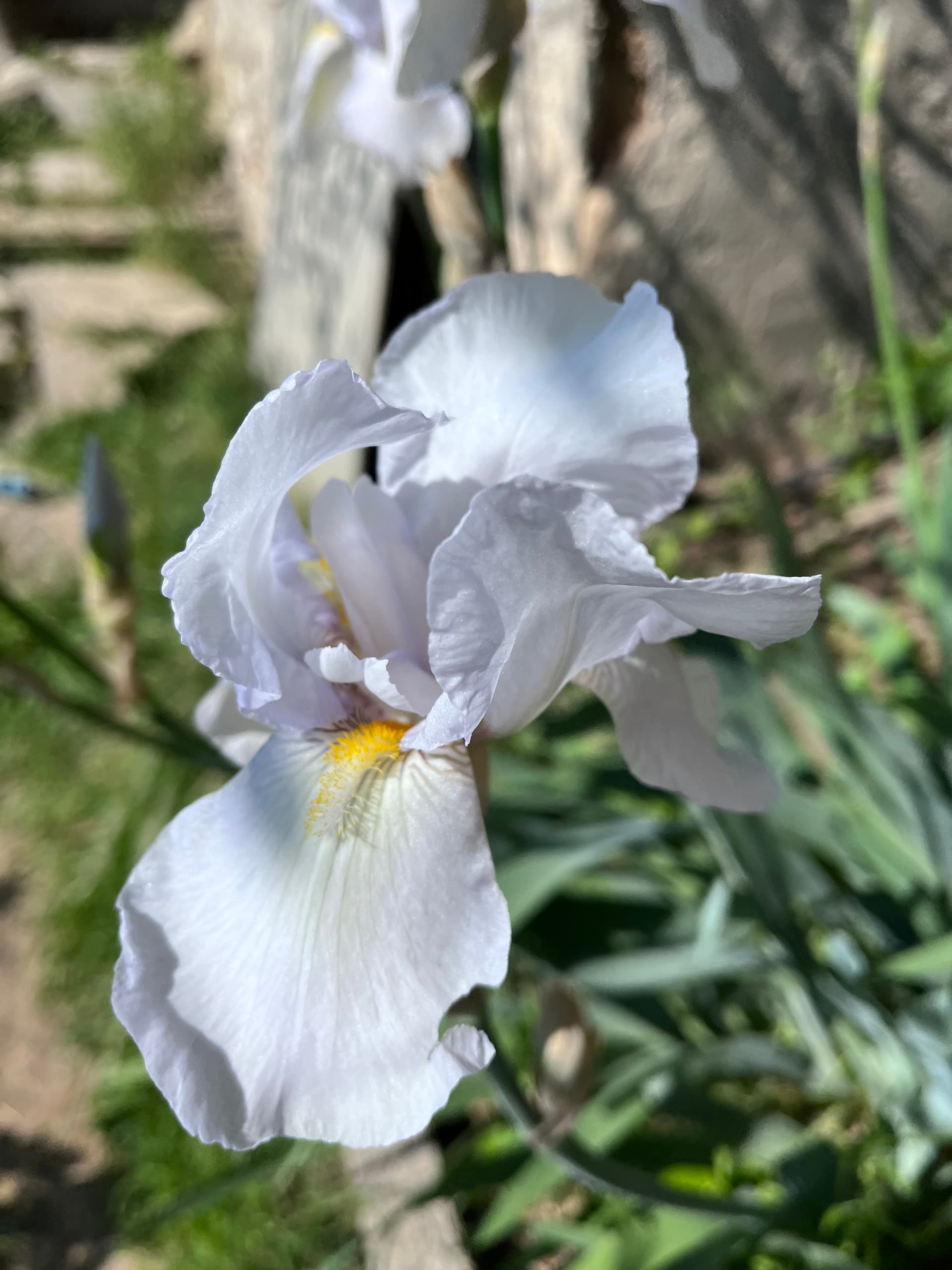 Ирис и его враг.