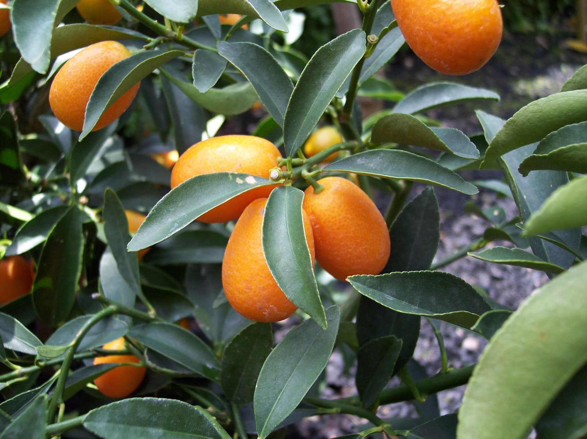 Кумкват