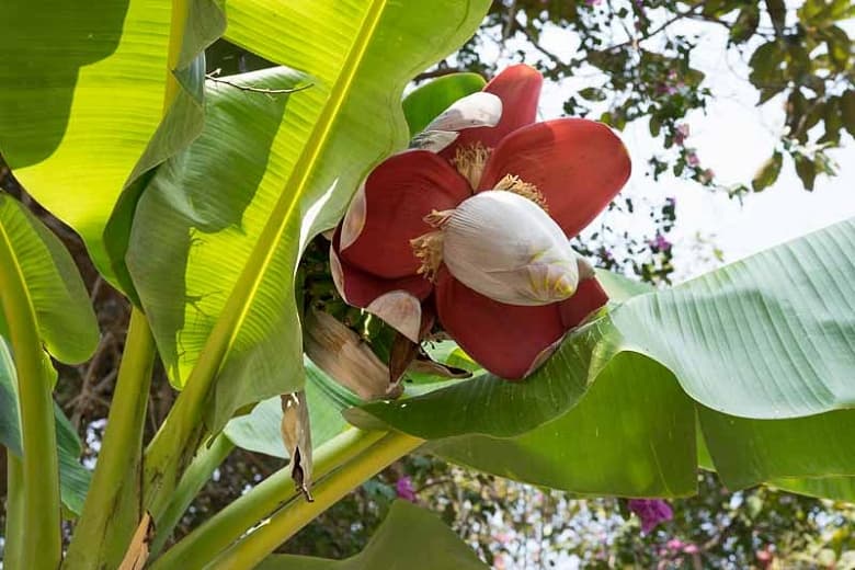 Musa x paradisiaca (Съедобный банан)