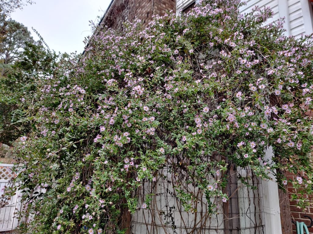 Вьющаяся астра (ампеластер)