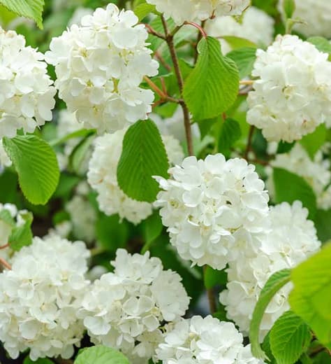Калина plicatum f. plicatum 'Popcorn' (японский снежок)
