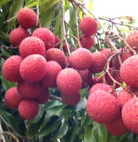 Личи китайское "Kaimana"