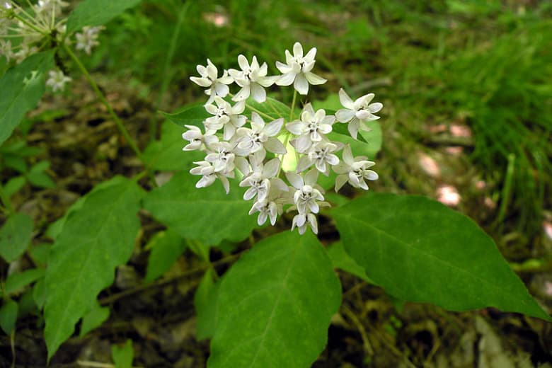 Asclepias quadrifolia (Молочай четырехлистный)