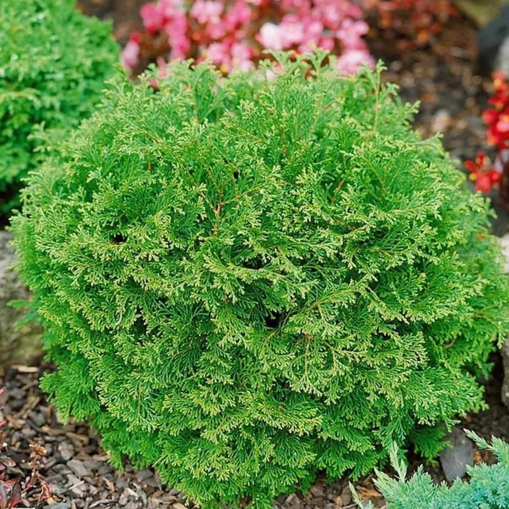 Кипарисовик Пигмея ( Хиноки )