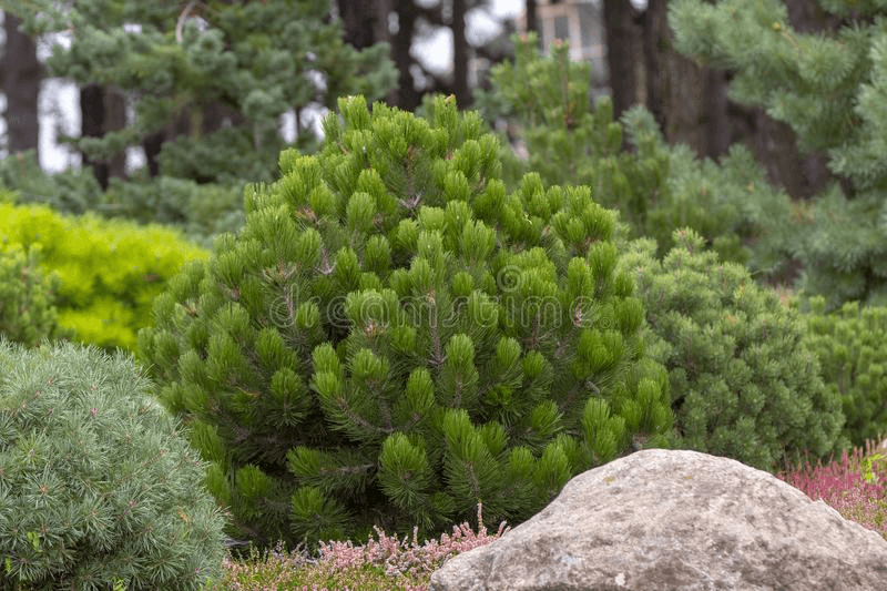 Пинус Пумилио (Карликовая горная сосна)