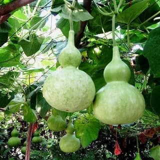 Лагенария сорт "Птичий домик"