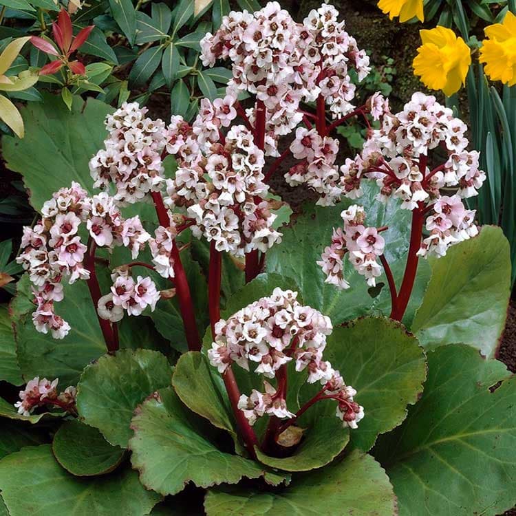 Бергения 'Серебряный свет'
