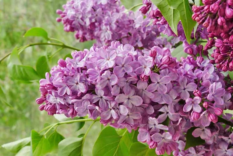 Syringa x hyacinthiflora 'Old Glory' (Раннецветущая сирень)