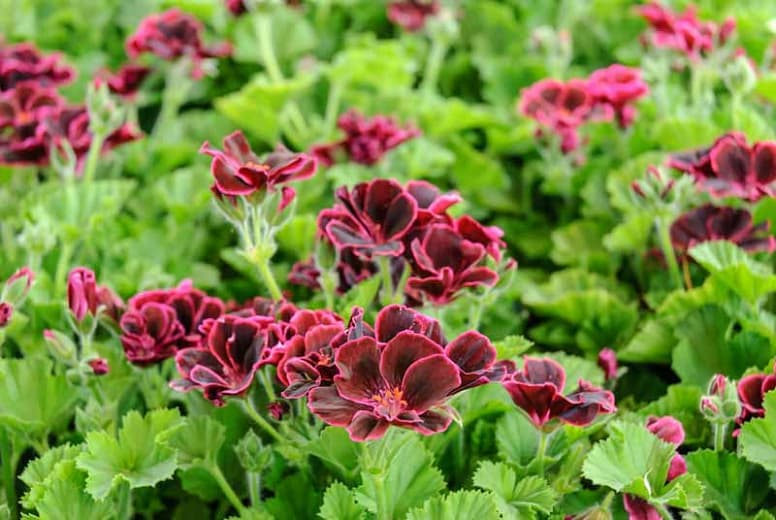 Пеларгония "Лорд Бьют" (Regal Pelargonium)
