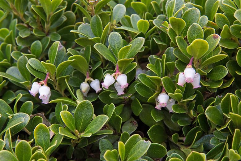 Arctostaphylos uva-ursi (Толокнянка)
