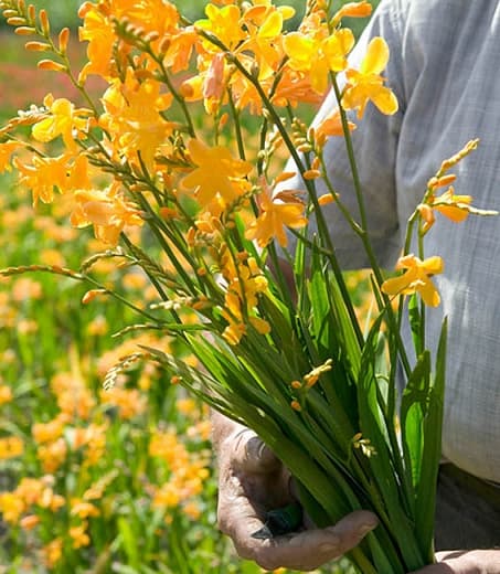 Крокосмия × crocosmiiflora 'Лютик'