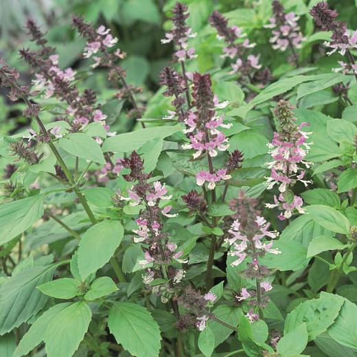 Ocimum basilicum 'Персидский' (Сладкий базилик)