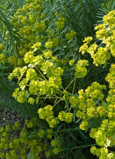 Сибирский молочай (Euphorbia seguieriana subsp. nicotiana)