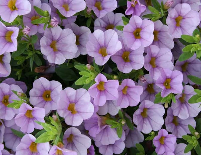 Калибрахоа 'Superbells Miss Lilac'