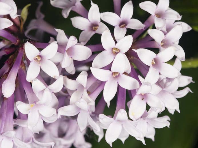Syringa x persica (Персидская сирень)
