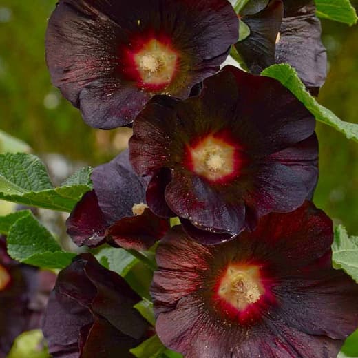 Alcea rosea 'Nigra' (Мальва)