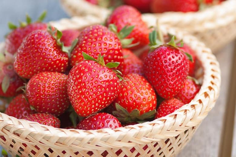 Fragaria x ananassa 'Tristar' (Вечнозеленая земляника)