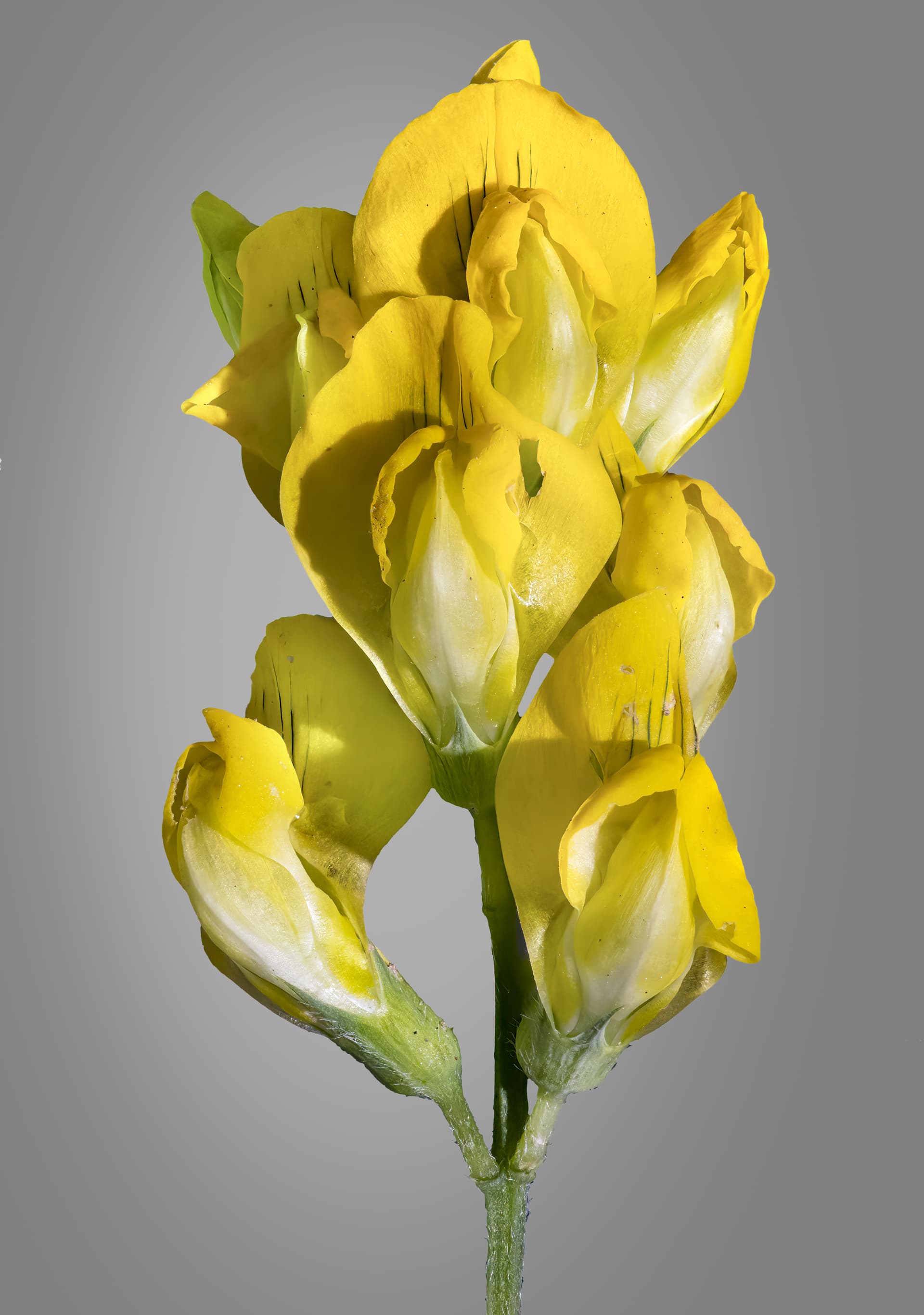 Чина луговая
