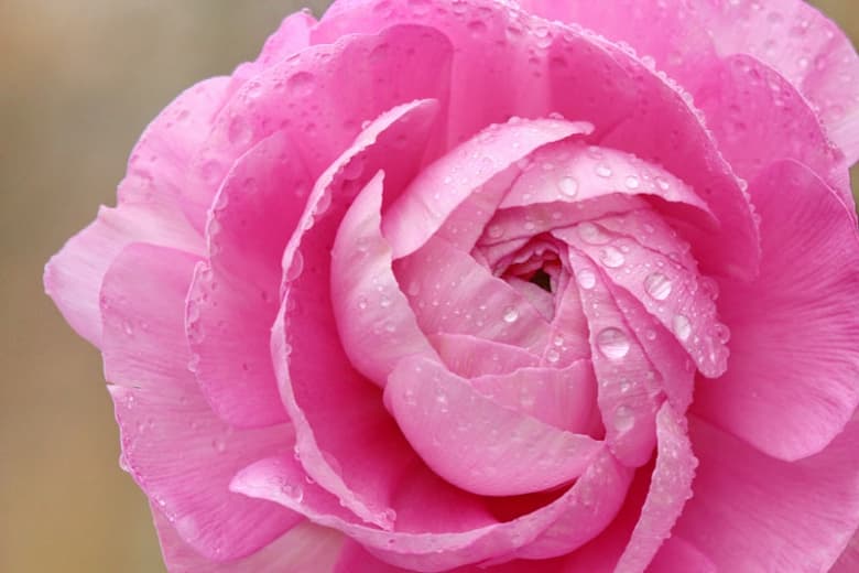 Ranunculus asiaticus 'Tomer Pink' (Персидский лютик)