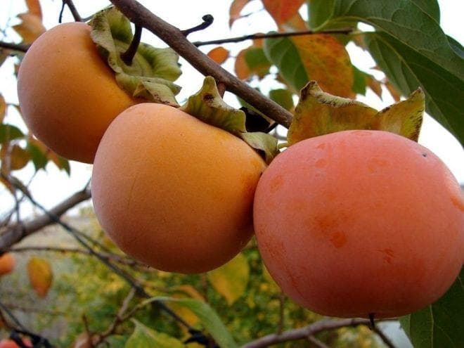 Хурма виргинская "Джон Рик"