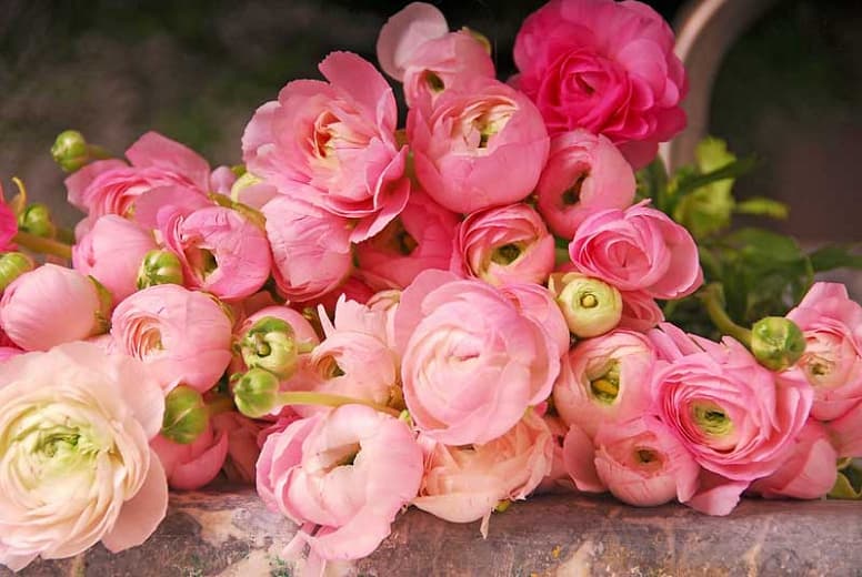 Ranunculus asiaticus (Персидские лютики)