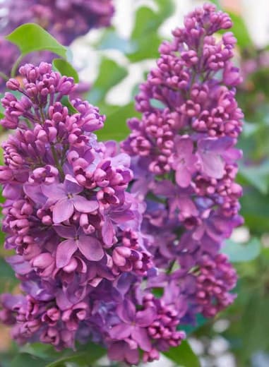 Syringa vulgaris 'Yankee Doodle' (Сирень)