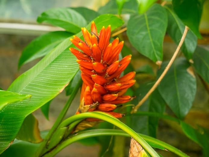 Musa coccinea (Алый банан)
