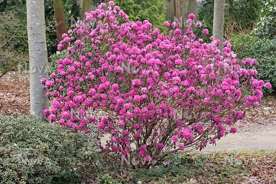 Рододендрон "April Rose"