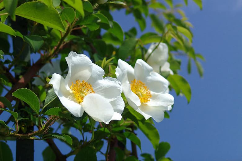 Rosa laevigata (роза Чероки)