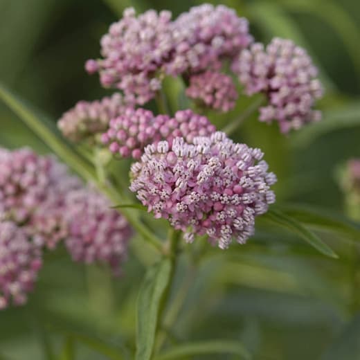 Asclepias incarnata 'Cinderella' (Болотный молочай)