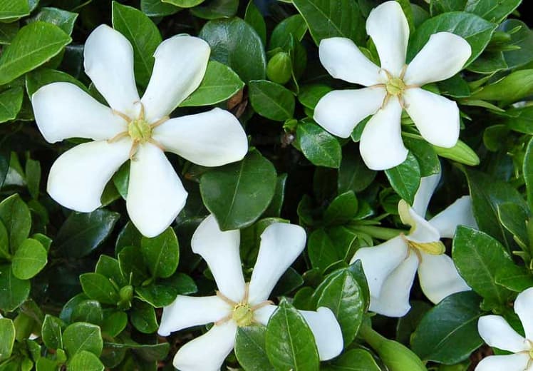 Jasminoides 'Вертушка' (Капский жасмин)